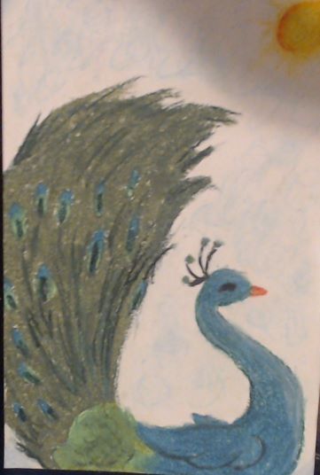 Shimmer Peacock